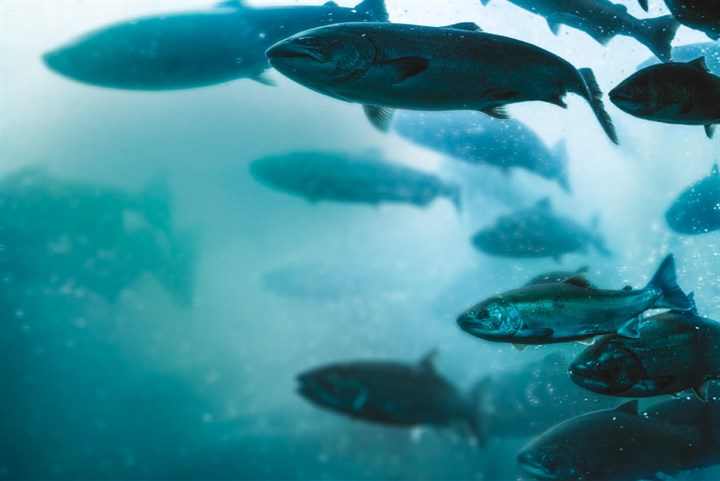 Canagan Ethos Fish