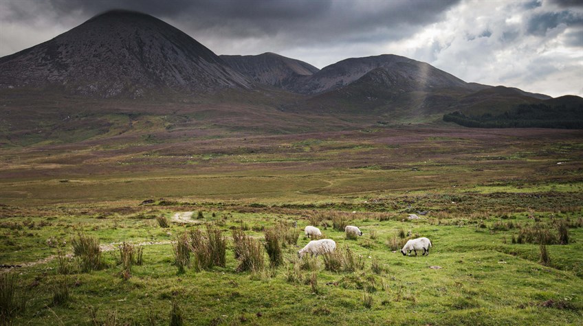Lamb