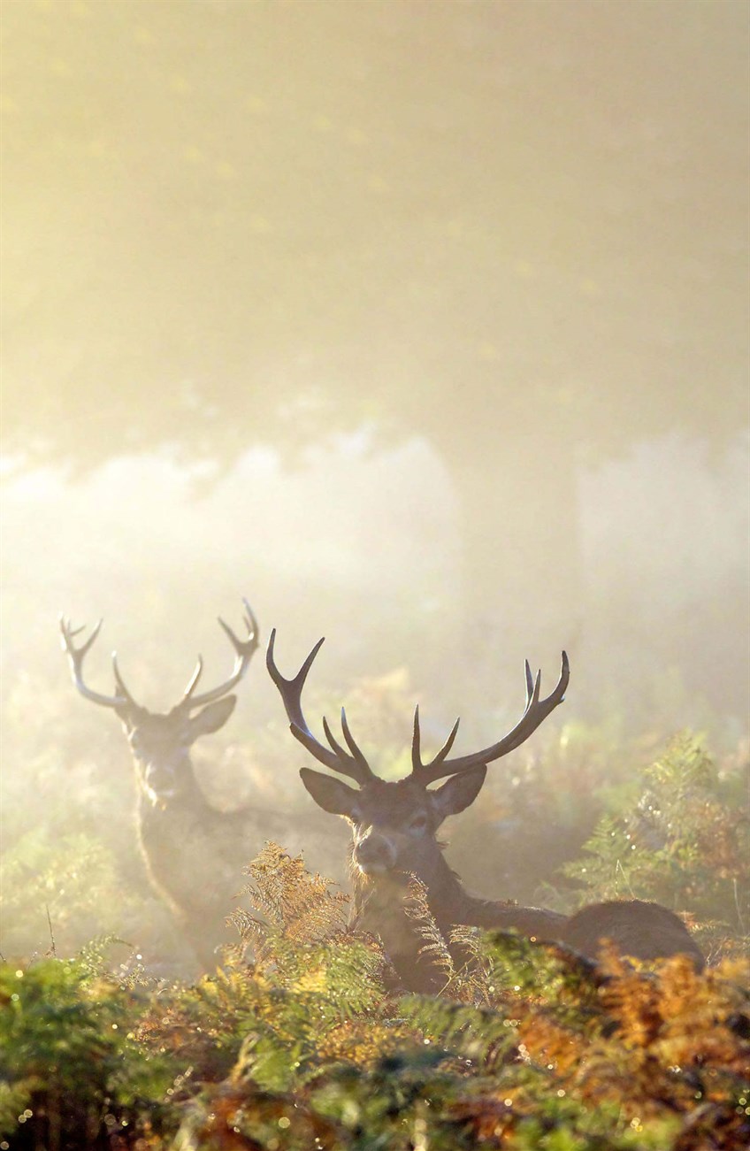 Venison