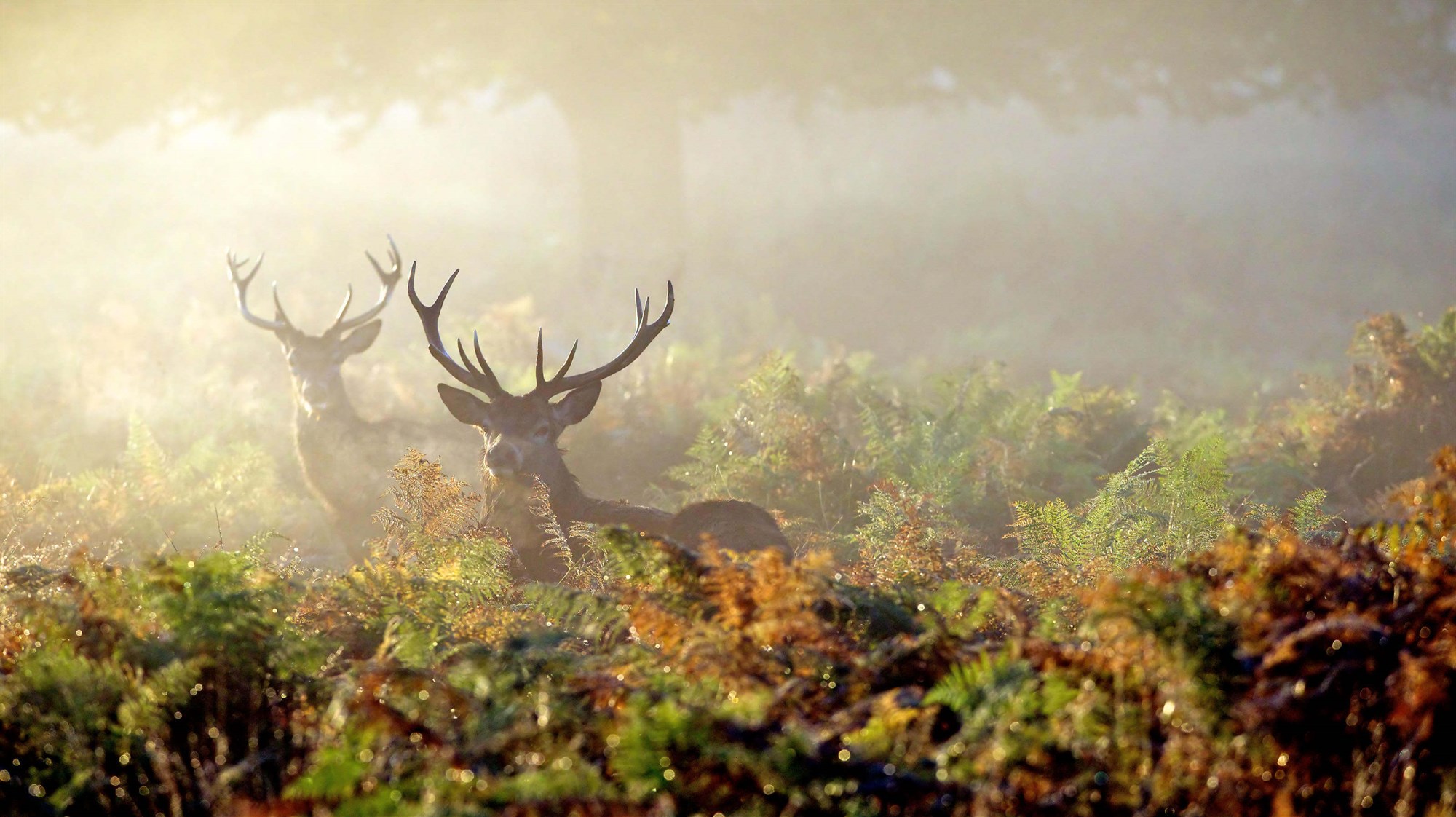 Venison